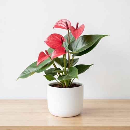 Anthurium Pink Champion Anturium
