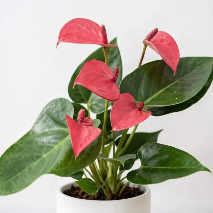 Anthurium Pink Champion Anturium