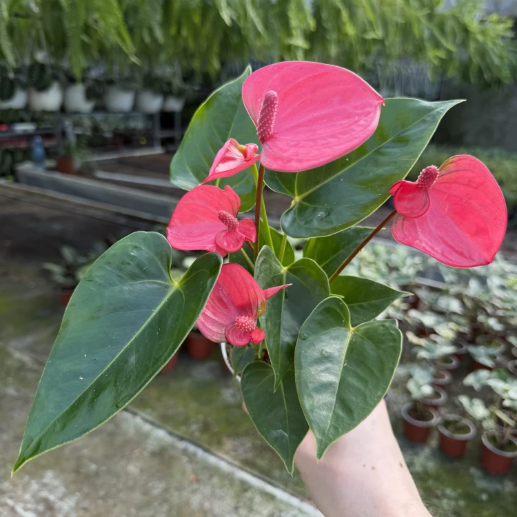Anthurium Pink Champion Anturium