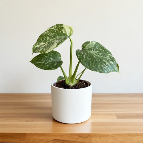 Monstera Thai Constellation