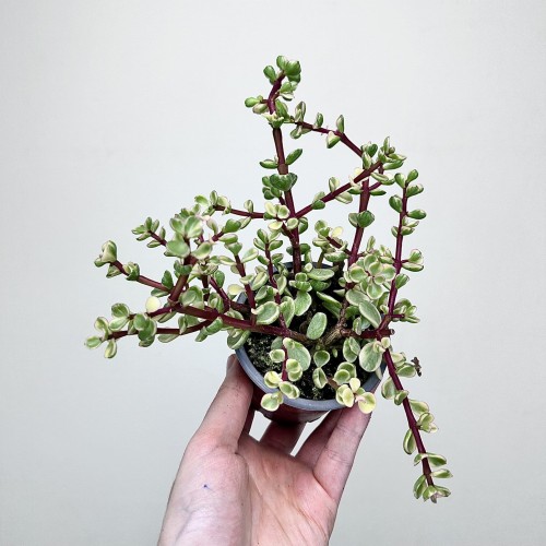 Portulacaria afra Variegata P9 #1