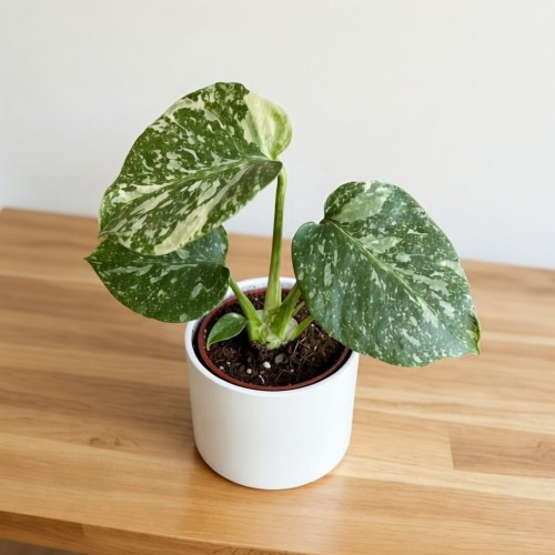 Monstera Thai Constellation