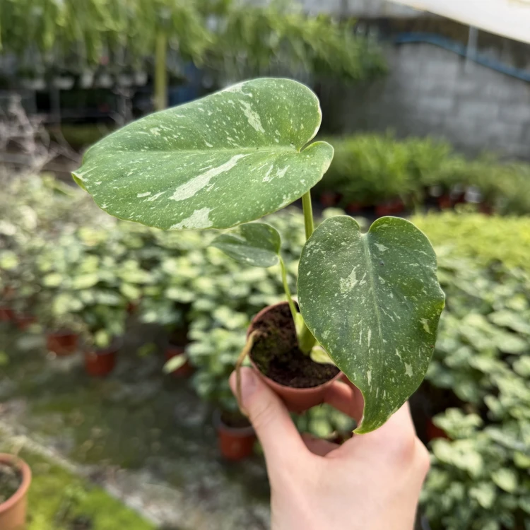 Monstera Thai Constellation