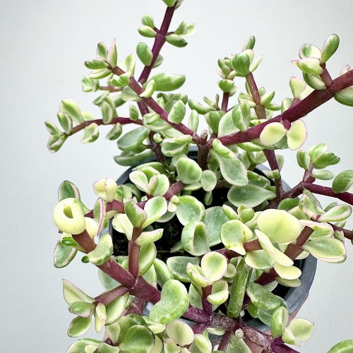 Portulacaria afra Variegata P9 #2