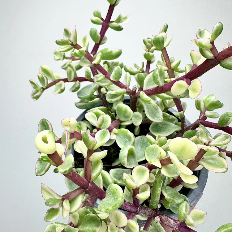 Portulacaria afra Variegata P9 #2