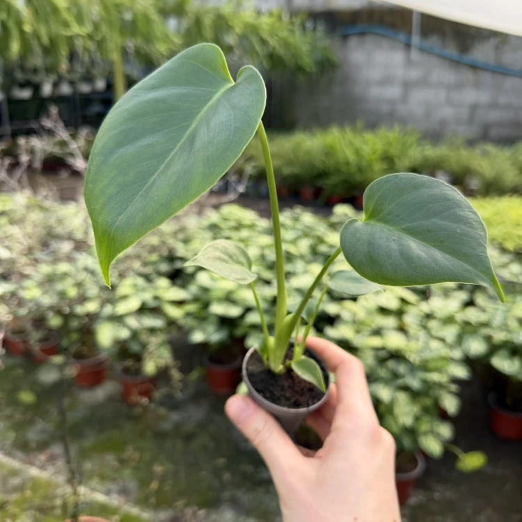 Monstera Deliciosa Dziurawa P6