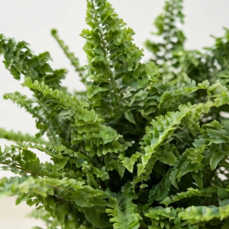 Paproć Nephrolepis exaltata Vitale P12