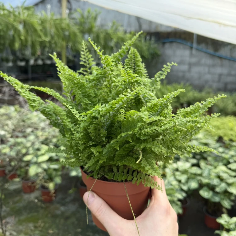 Paproć Nephrolepis exaltata Vitale P12