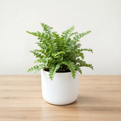 Paproć Nephrolepis exaltata Green Fantasy P6