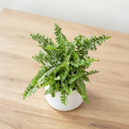 Paproć Nephrolepis exaltata Green Fantasy P6
