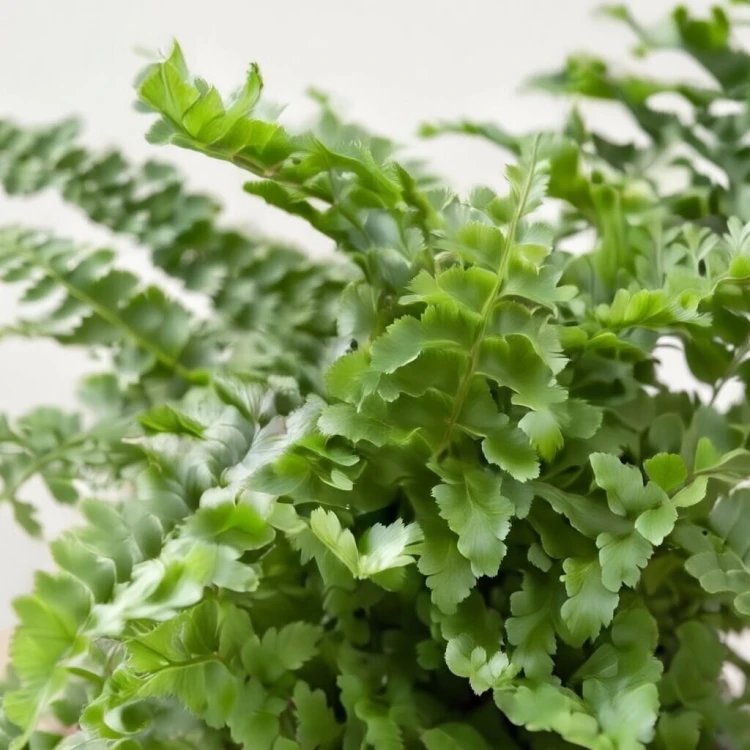 Paproć Nephrolepis exaltata Green Fantasy P6
