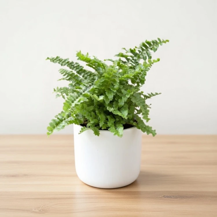 Paproć Nephrolepis exaltata Green Fantasy P6