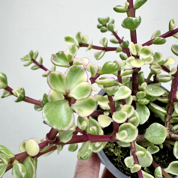 Portulacaria afra Variegata P9 #3