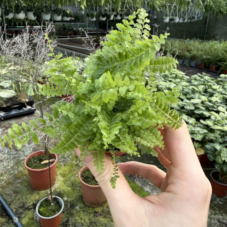 Paproć Nephrolepis exaltata Green Fantasy P6