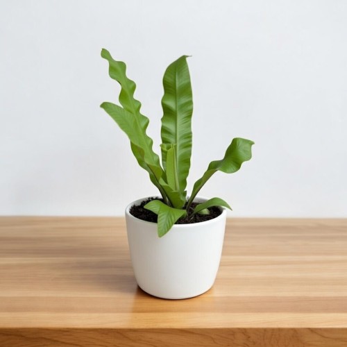 Asplenium nidus Crispy Wave Paproć Zanokcica P6