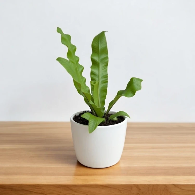 Asplenium nidus Crispy Wave Paproć Zanokcica P6