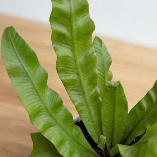 Asplenium nidus Crispy Wave Paproć Zanokcica P6