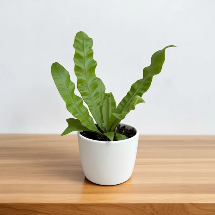Asplenium nidus Crispy Wave Paproć Zanokcica P6