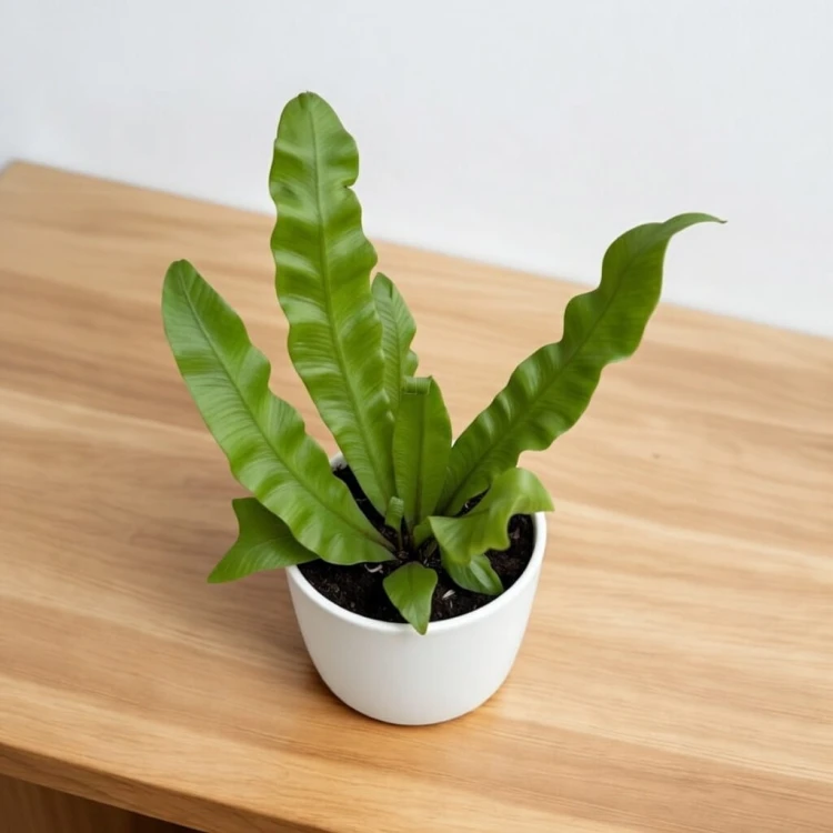 Asplenium nidus Crispy Wave Paproć Zanokcica P6