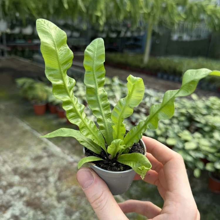 Asplenium nidus Crispy Wave Paproć Zanokcica P6