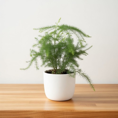 Asparagus setaceus Plumosus Szparag Pierzasty P6