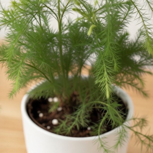 Asparagus setaceus Plumosus Szparag Pierzasty P6