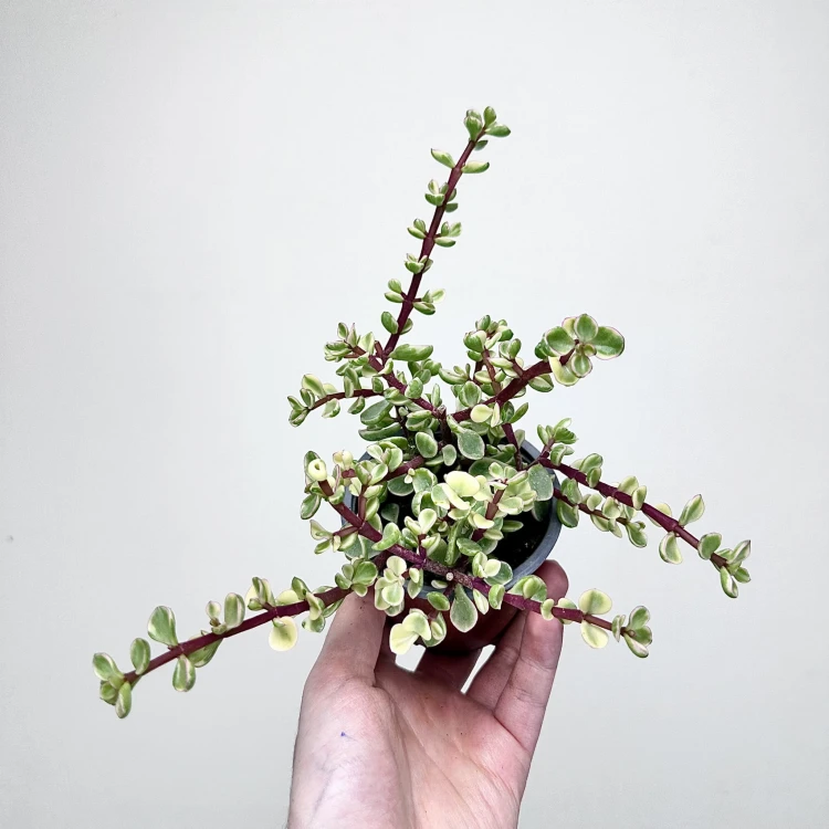 Portulacaria afra Variegata P9 #4