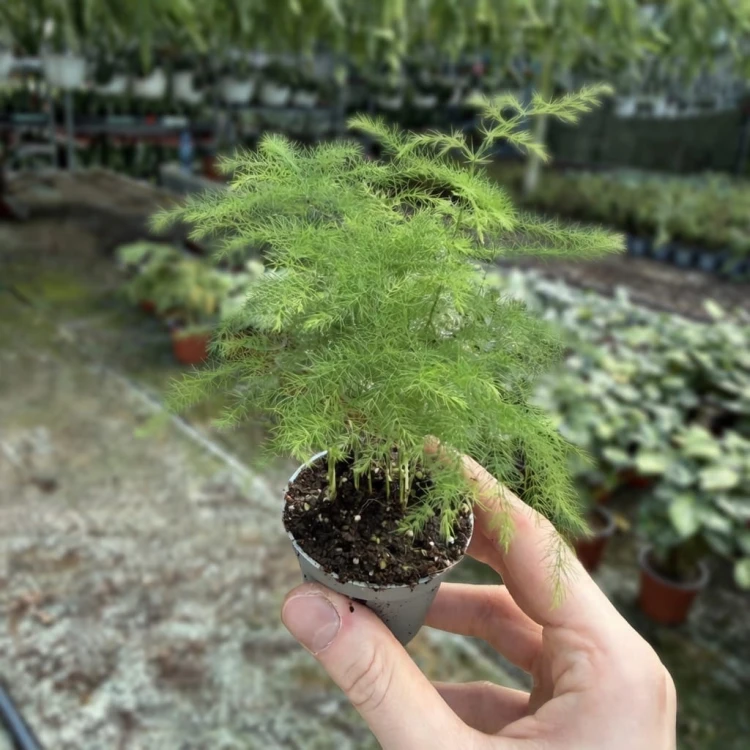 Asparagus setaceus Plumosus Szparag Pierzasty P6