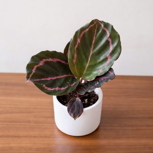 Calathea roseopicta Dottie Kalatea P6