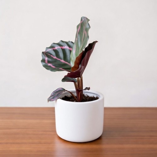 Calathea roseopicta Dottie Kalatea P6