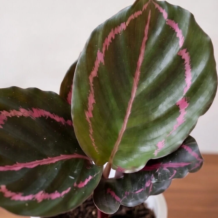 Calathea roseopicta Dottie Kalatea P6
