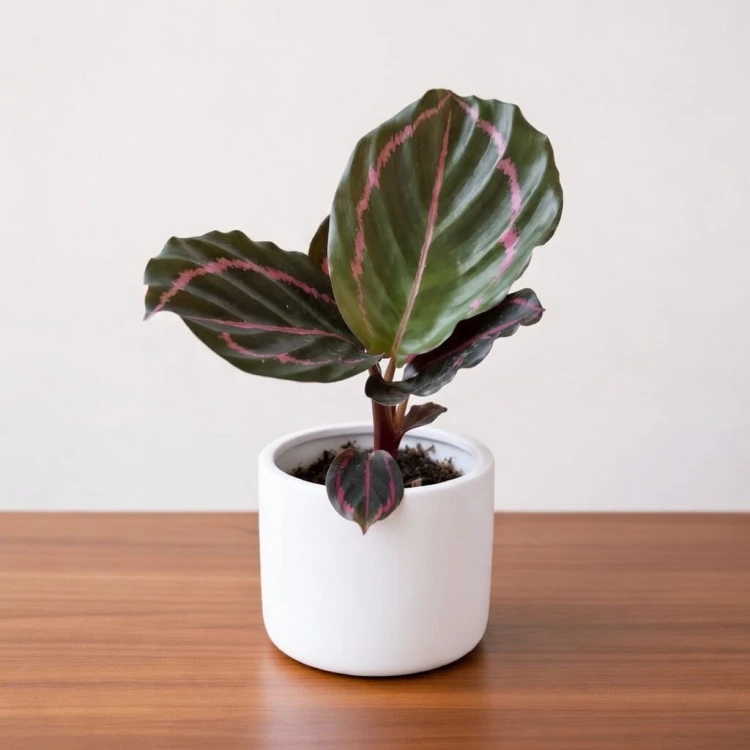 Calathea roseopicta Dottie Kalatea P6