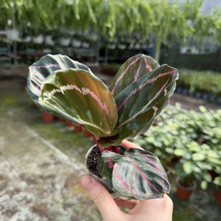 Calathea roseopicta Dottie Kalatea P6