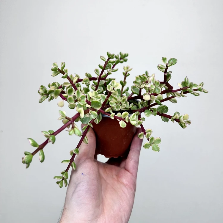 Portulacaria afra Variegata P9 #5