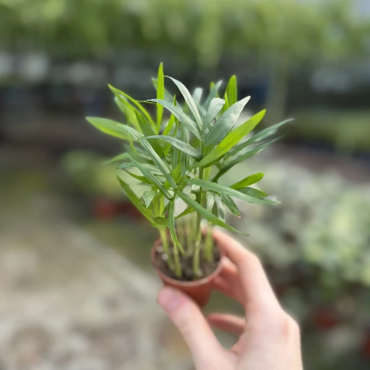 Chamedora Palma Koralowa Chamaedorea Elegans P6