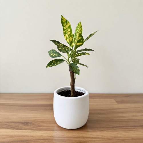 Kroton Codiaeum variegatum Aucubaefolia Trójkrzyn P6