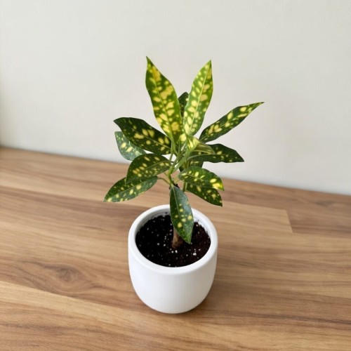 Kroton Codiaeum variegatum Aucubaefolia Trójkrzyn P6