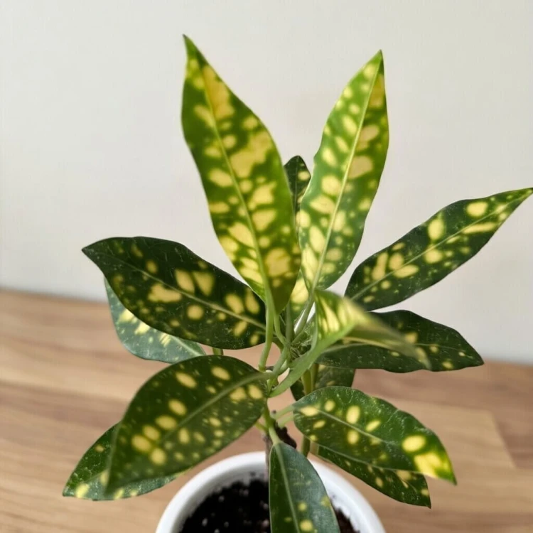 Kroton Codiaeum variegatum Aucubaefolia Trójkrzyn P6