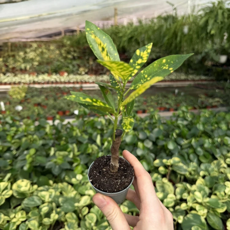 Kroton Codiaeum variegatum Aucubaefolia Trójkrzyn P6