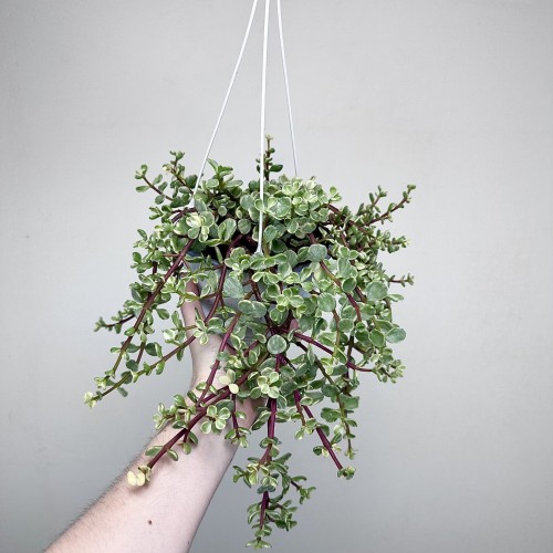 Portulacaria afra Variegata P17 wisząca #1