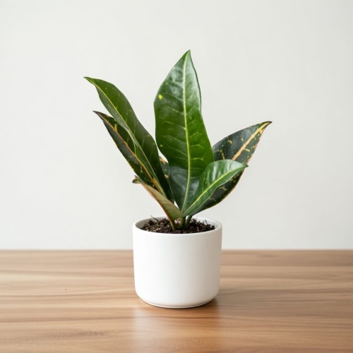 Kroton Codiaeum variegatum Petra Trójkrzyn P6
