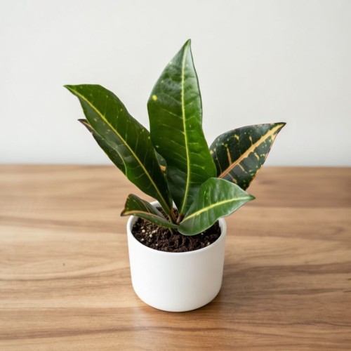 Kroton Codiaeum variegatum Petra Trójkrzyn P6