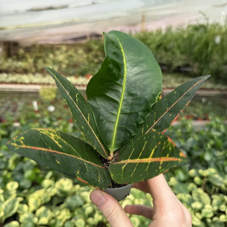 Kroton Codiaeum variegatum Petra Trójkrzyn P6