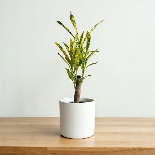 Kroton Codiaeum variegatum Pictum Trójkrzyn P6