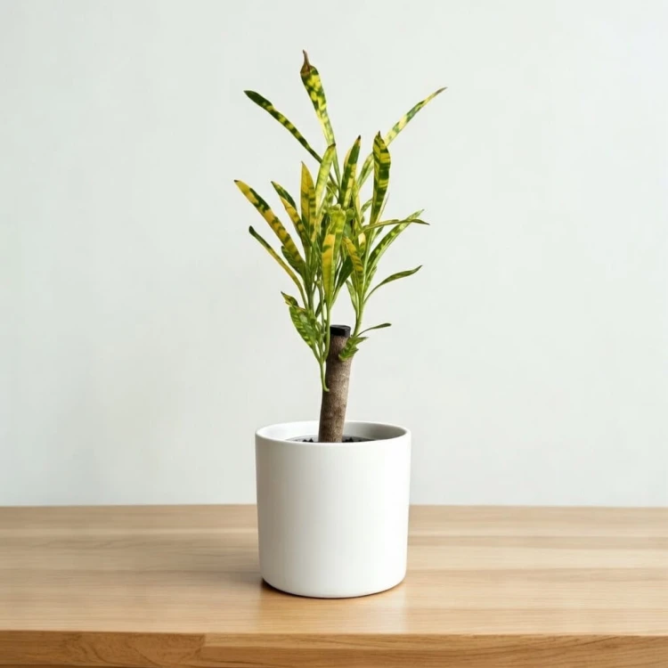 Kroton Codiaeum variegatum Pictum Trójkrzyn P6