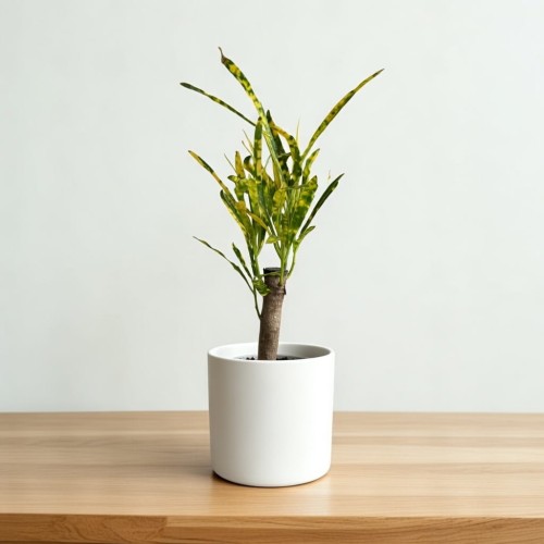 Kroton Codiaeum variegatum Pictum Trójkrzyn P6