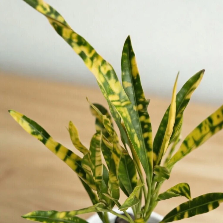 Kroton Codiaeum variegatum Pictum Trójkrzyn P6