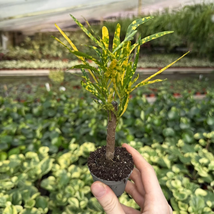 Kroton Codiaeum variegatum Pictum Trójkrzyn P6
