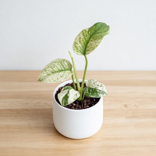 Monstera Mint P8