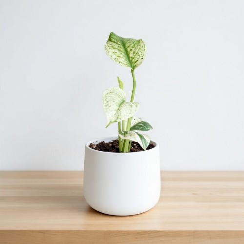 Monstera Mint P8
